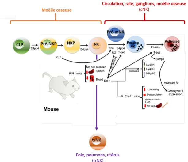 Figure 1.1. Facteurs de transcription impliqués dans la différenciation et maturation des cellules  NK