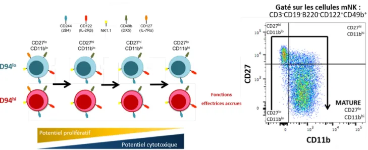 Figure 1.2. Étapes de maturation fonctionnelle des cellules NK. Suite à la différenciation des cellules 