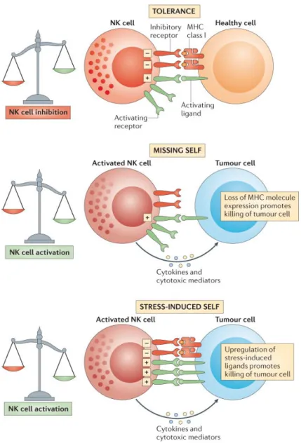 Figure 1.3. Mécanismes d’activation des cellules NK. TOLÉRANCE : Les cellules saines expriment à leur 