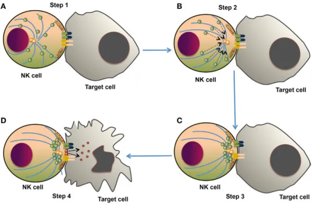 Figure 1.4.  Dégranulation des cellules NK. Ce mécanisme est scindé en 4 étapes 