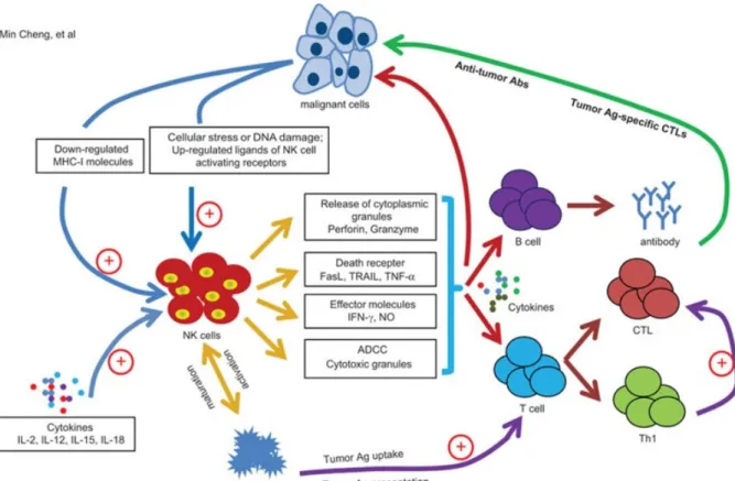 Figure 1.5. Immunosurveillance antitumorale des cellules NK. La cellule NK est activée par 