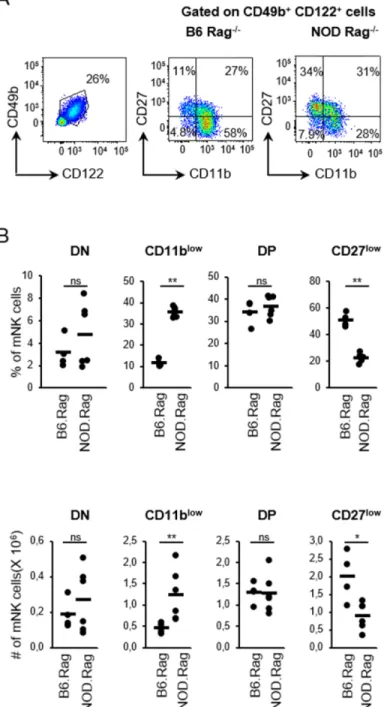 Figure 2.2. The block in mNK cell functional maturation is conserved in Rag1-deficient  NOD mice