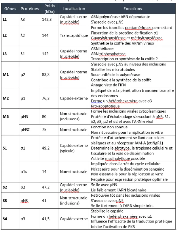 tableau  I  présente  un  résumé  des  dix  segments  (gènes)  de  réovirus,  des  protéines  qu’ils 