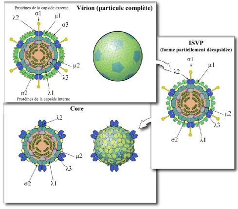 Figure 1.  Réovirus et ses différentes formes (Adaptée de Viral Zone, 2013). 