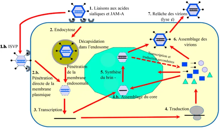 Figure 2.  Cycle de réplication de réovirus (Adaptée de(Lemay, 2018) 