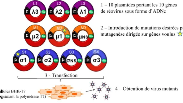 Figure 6.  Principe du système de génétique inverse utilisant les dix segments de réovirus  clonés sur des plasmides