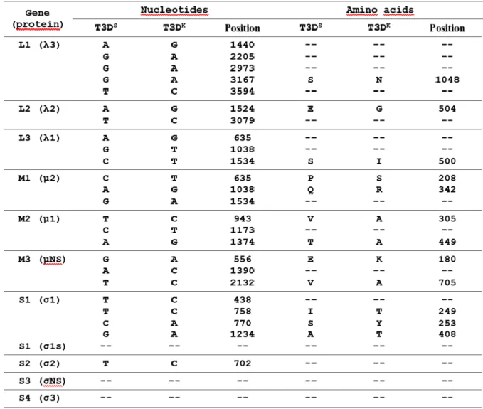 Tableau III.  (Table 1) Sequence differences between T3D S  and the reverse genetics virus T3D K
