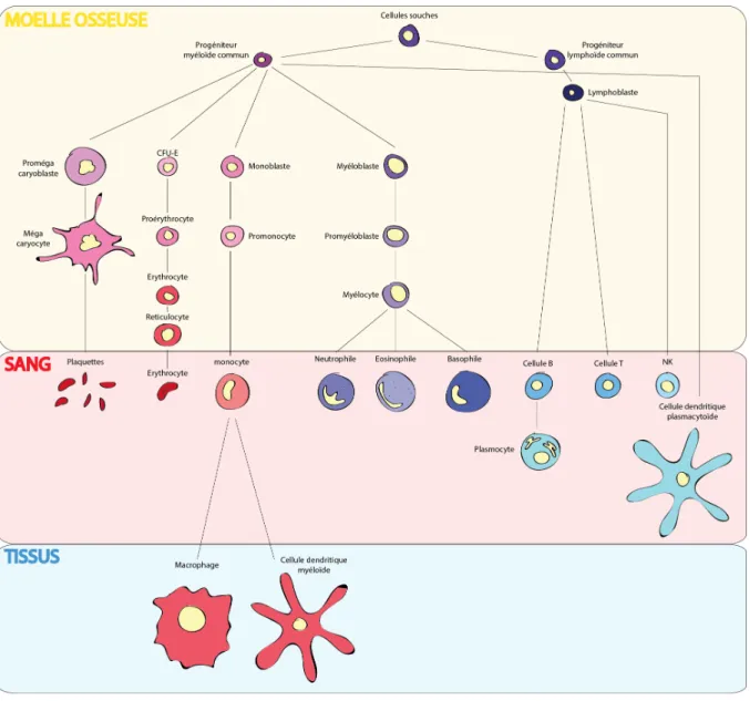 Figure 1: Modèle simplifié d’hématopoïèse. Une cellule souche multipotente se différencie 