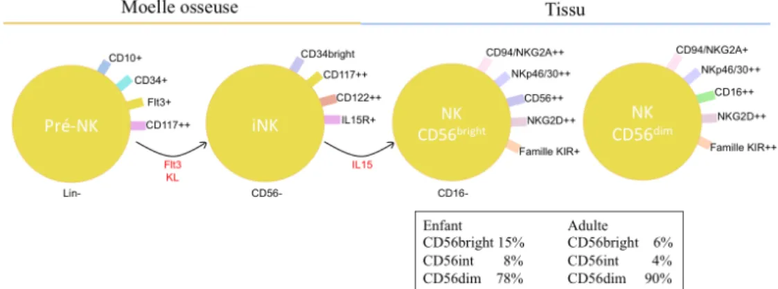 Figure 2: Développement des cellules NK. Pro-NK en NK matures. Proportion des cellules 