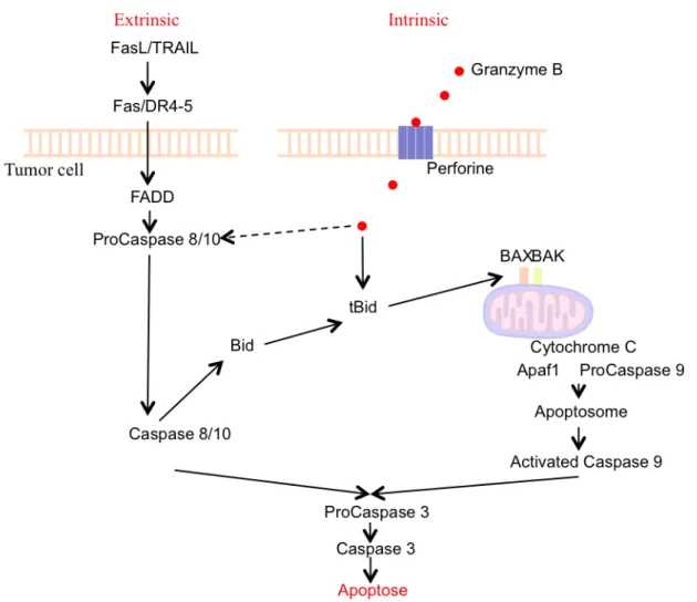 Figure  3:  Deux  voies  principales  d’activation  de  l’apoptose.  Voie  intrinsèque,  via  la 