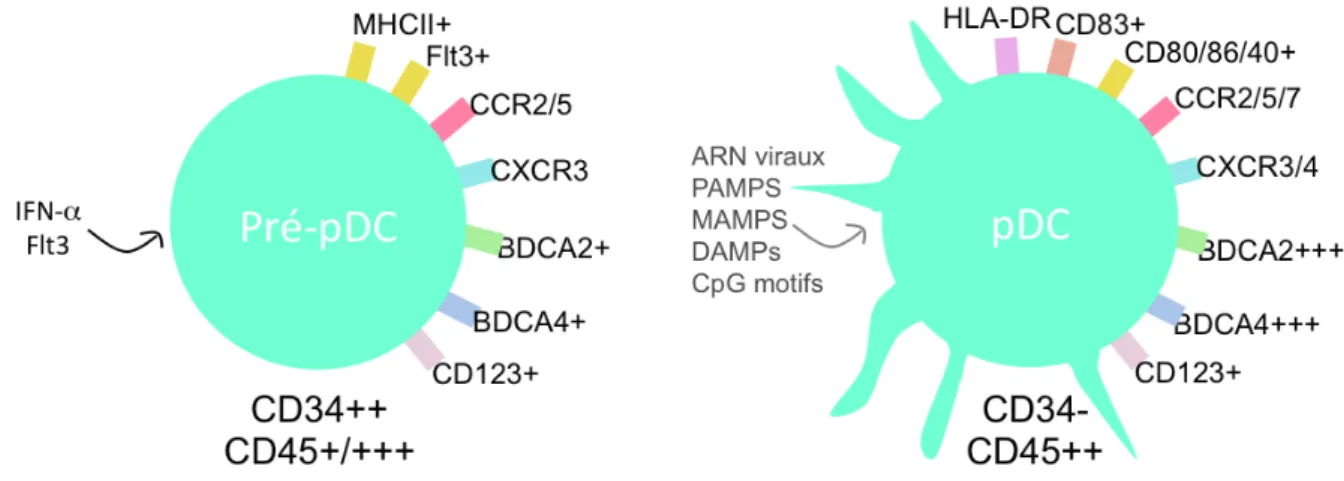 Figure 4: Développement des pDC. Les cellules immatures pré-pDC retrouvées dans la MO 