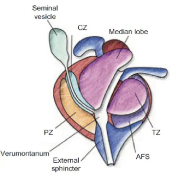 Figure 1.  Anatomie fonctionnelle 