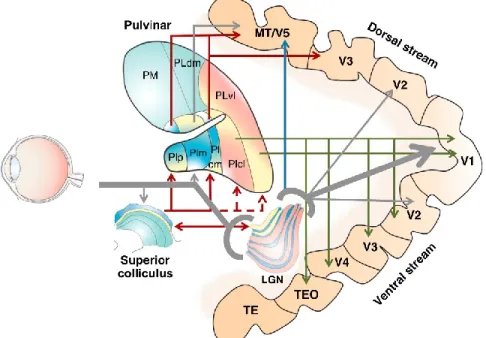 Figure 1.  Connections from the eye to the visual cortex involving intermediate  relays in LGN, superior colliculus and pulvinar dans (Tamietto &amp; Morrone, 