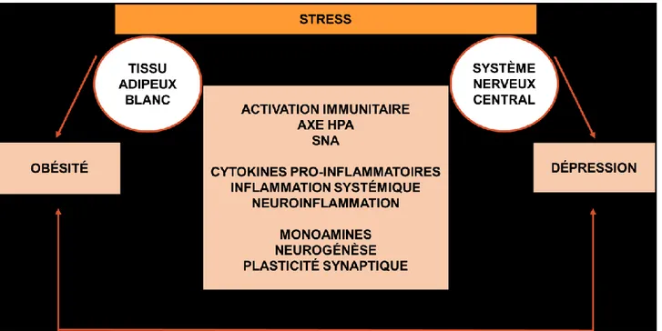 Figure 1.  Mécanismes neurobiologiques communs à l’obésité et la  dépression (adapté de Ouakinin et coll