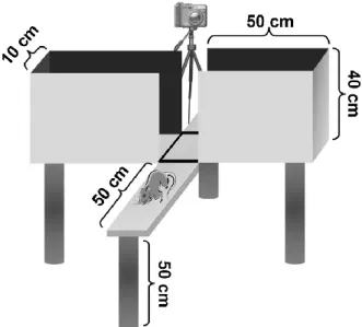 Figure 2.  Représentation d’un labyrinthe en croix surélevé standard  (EPM; de l’anglais elevated-plus maze)(d’après Sweis et coll.[29]) 