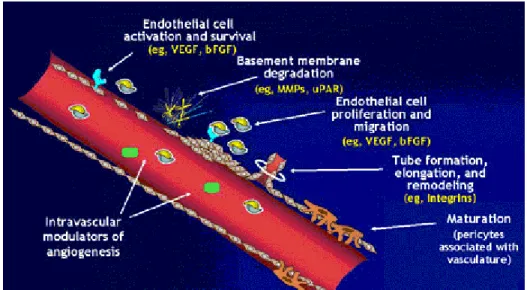 Figure 6 : Mécanisme de l’angiogenèse. Figure adaptée (Griffioen &amp; Molema,  2000)