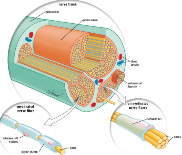 Figure 1.  Anatomie d’un nerf périphérique 