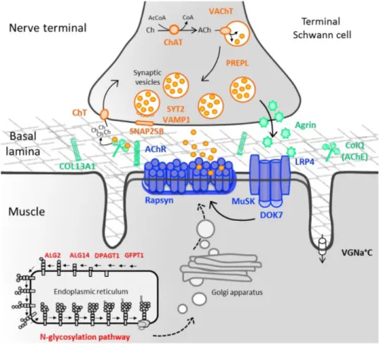 Figure 6.  Principales protéines impliquées dans une jonction neuromusculaire 