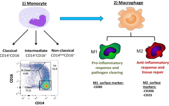 Figure 3. Représentation des sous-types de monocytes et des macrophages M1 et M2. 