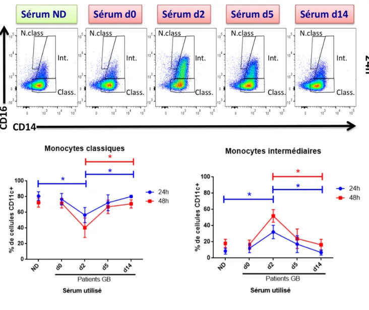 Figure 6. Les monocytes classiques d'un donneur sain se différentient au sous-type intermédiaire en  présence du sérum GB