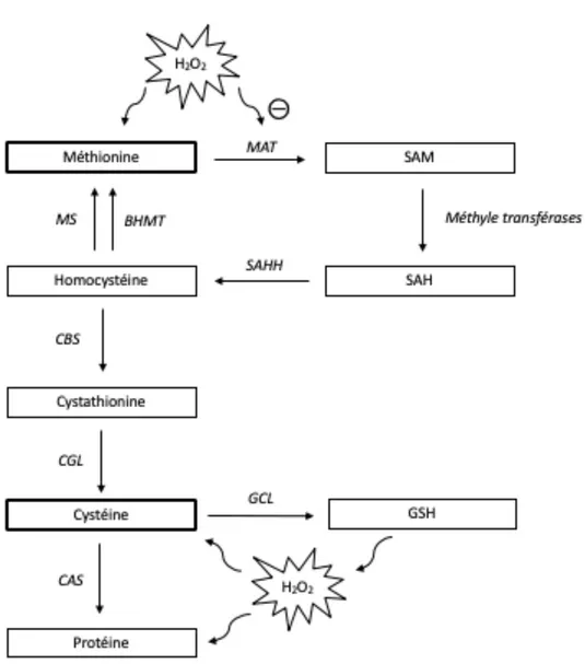 Figure  1.  Voie  de  la  transsulfuration  et  cibles  du  H2O2.  BHMT :  bétaine-homocystéine  méthyltransférase; CAS : cystéine-ARNt synthétases; CBS : cystathionine bêta-synthase; CGL :  cystathionine  gamma-lyase;  GCL :  glutamate-cystéine  ligase;  