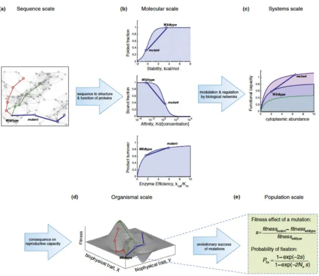 Figure 2.  Hierarchy of constraints in evolution.    