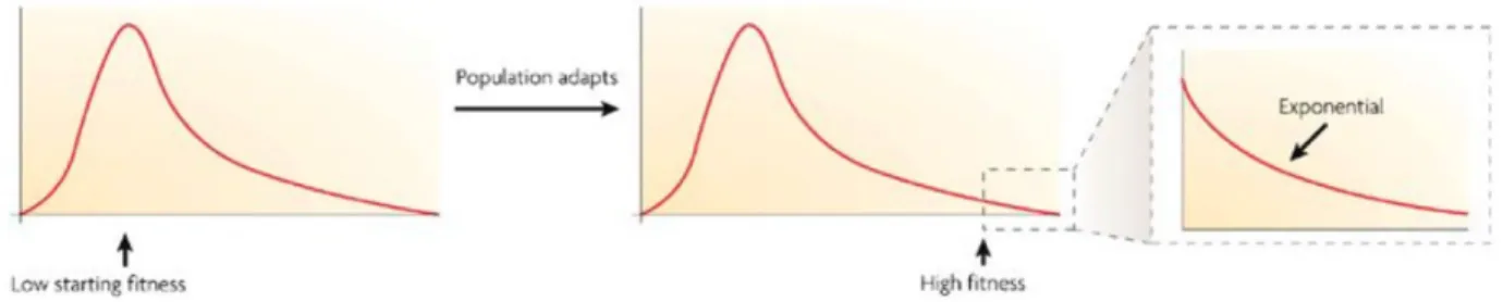 Figure 4.  Distribution of fitness effects of new mutations.    