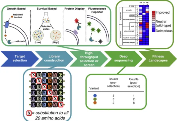 Figure 5.  Overview of deep mutational scanning.    
