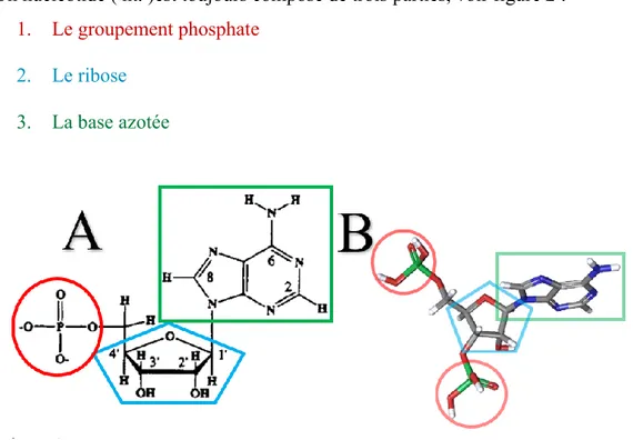 Figure 2. Représentation d’un nucléotide, l’adénosine monophosphate (AMP). A)  Le cercle rouge, le pentagone bleu et le carré vert représentent le groupement  phosphate,  le  ribose  et  la  base  azotée,  respectivement