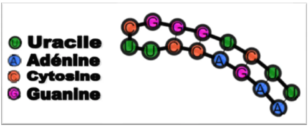 Figure 5. Exemple  de  visualisation  d’une  SS  générée  par  le  logiciel  RNA 