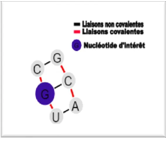 Figure 6. Un  cycle  « 3_2 ».  Les  arêtes  rouges  sont  des  liens  covalents  entre  les  nt