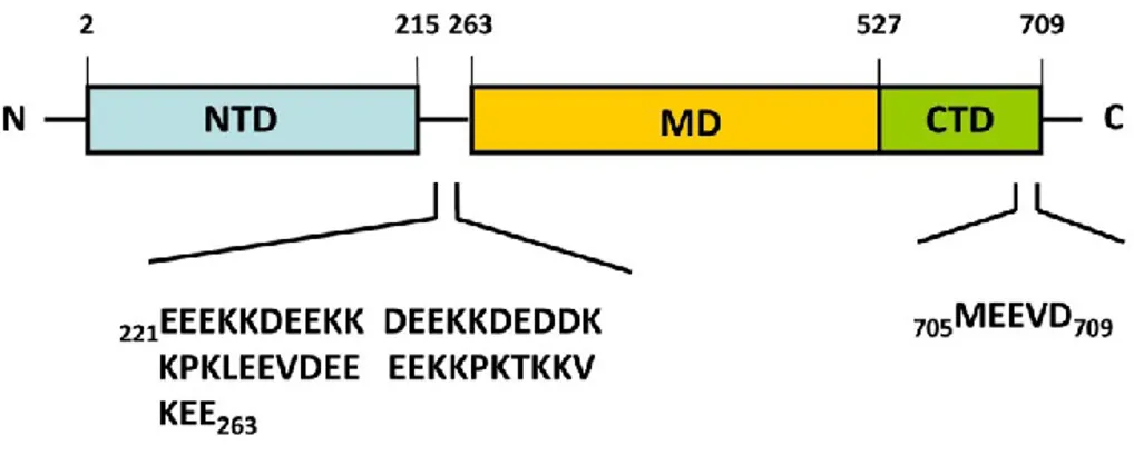 Figure 2.6 : Structure primaire d’HSP90 du champignon. Tiré de (Jürgen Radons,  2018c)