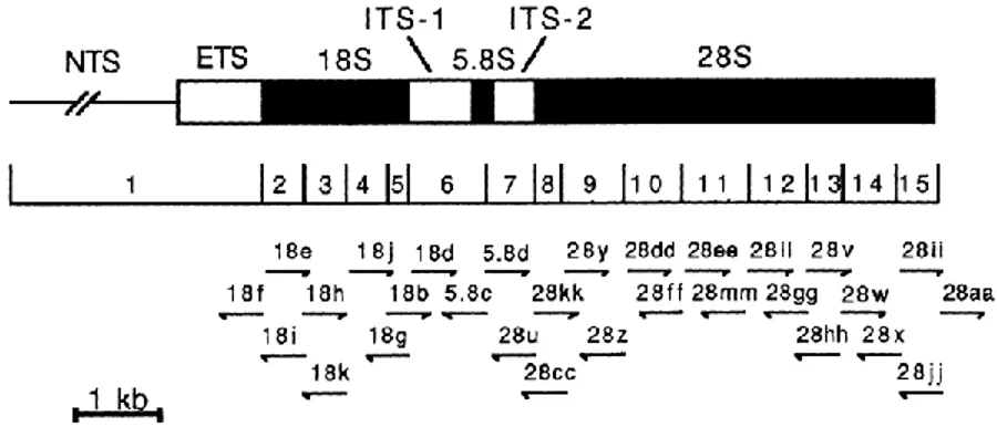 Figure 2.12 : Structure primaire d’ADN ribosomal chez les eucaryotes. Tiré de (Hillis &amp;  Dixon, 1991)