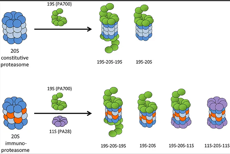 Figure 1.8 Les différentes combinaisons de protéasomes possibles. Le protéasome 20S peut 