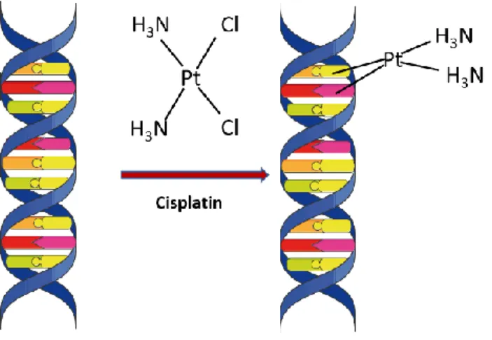 Figure 2 Cisplatin induced DNA adducts 