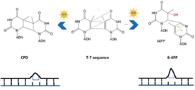 Figure 3 Thymidine dimer induced by UV light 