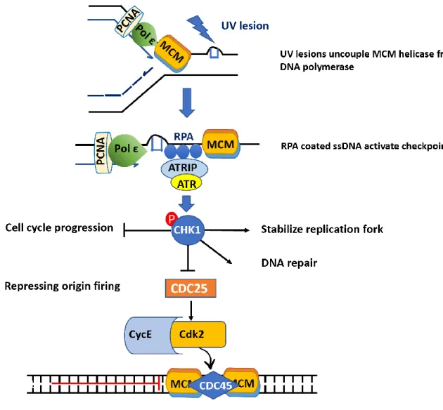 Figure 4 UV-induced activation of S phase checkpoint