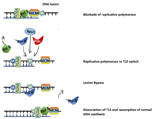 Figure 5 Drawing describe the mechanism of translesion DNA synthesis 