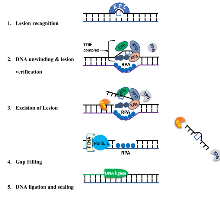 Figure 7 Schematic drawing describes the sequential events of GG-NER pathway 1.  Lesion recognition 