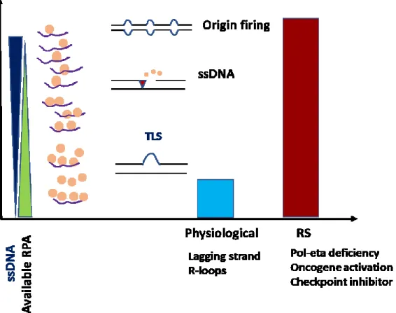 Figure 8 Model of replication stress associated RPA exhaustion