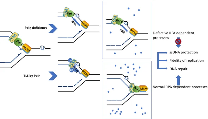Figure 10 Increased replication stress in polη-deficient cells 