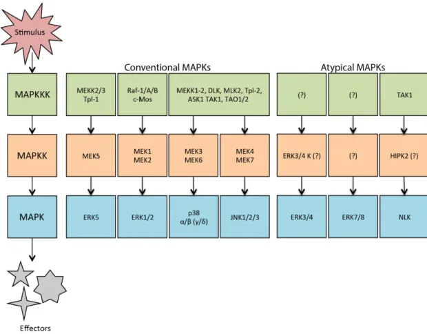 FIGURE 1. MAPK signaling modules. Adapted from reference 2. 