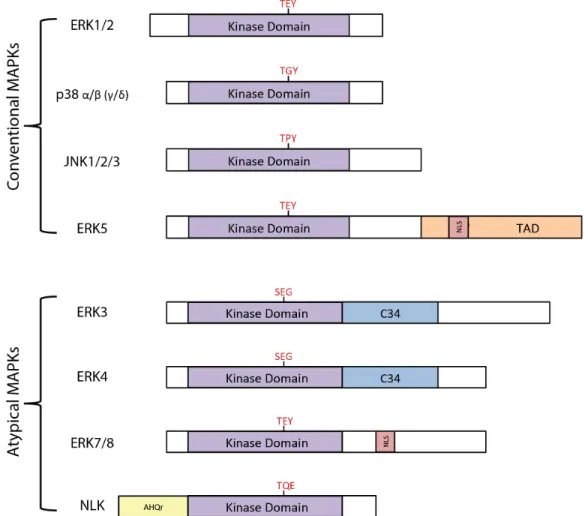 FIGURE 2. Structural representations of conventional and atypical MAPKs. Activation loop motif  marked in red