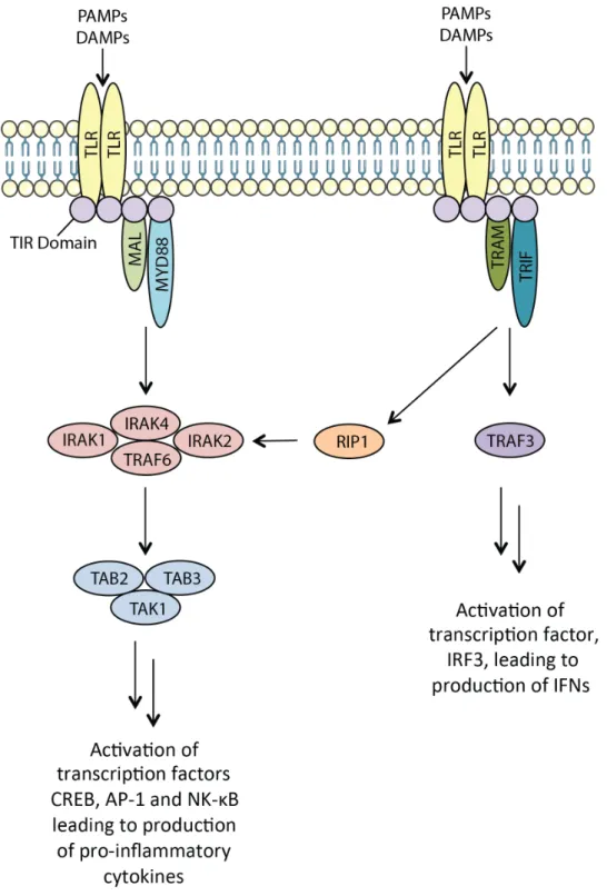 FIGURE 8. MYD88-dependant and MYD88-indepenant TLR signaling. 