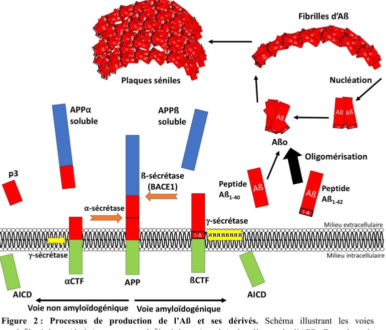 Figure  2 :  Processus  de  production  de  l’Aß  et  ses  dérivés.  Schéma  illustrant  les  voies  amyloïdogénique  (droite)  et  non  amyloïdogénique  (gauche)  du  clivage  de  l’APP