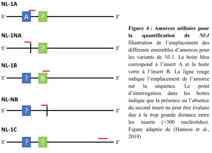 Figure  4 :  Amorces  utilisées  pour  la  quantification  de  Nl-1 