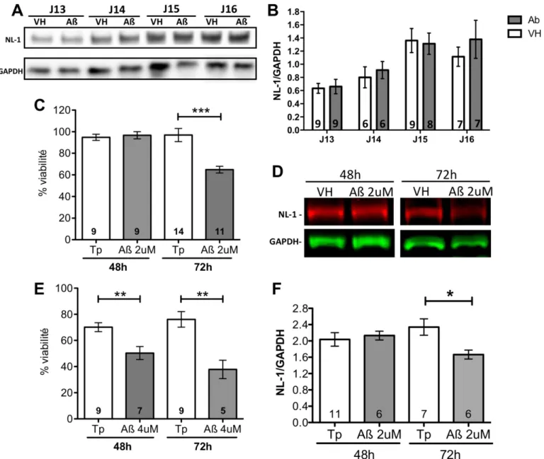 Figure 8 : Étude in vitro de l’effet des Aßo 1-42  sur la viabilité cellulaire et la protéine NL-1 (A)  Western blot pour NL-1 (haut) et GAPDH (bas) chez les cultures de neurones primaires