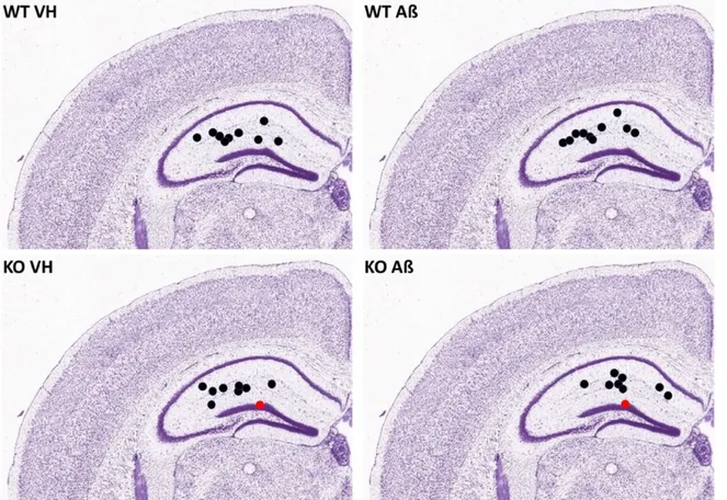 Figure 9 : Emplacement approximatif des sites d’injection dans l’hippocampe Schéma illustrant  l’emplacement approximatif des sites d’injection dans l’hippocampe des souris des 4 groupes utilisées  pour l’objectif 2