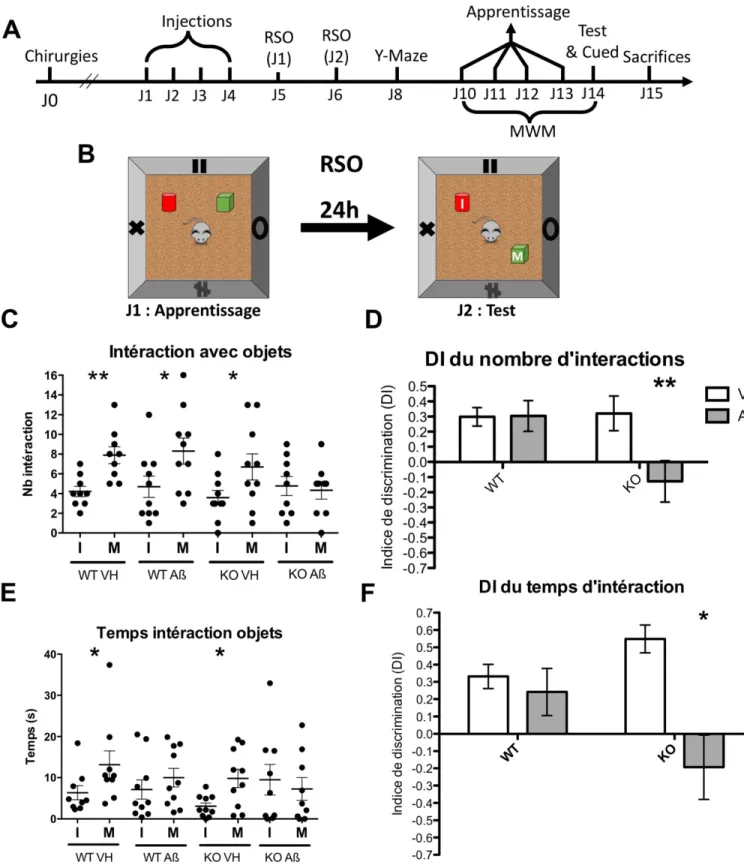 Figure  10 :  L’absence  de  NL-1  combiné  aux  injections  chroniques  d’Aßo 1-42 , engendre  des  déficits de mémoire au test de la RSO (A) Ligne du temps du design expérimental de l’objectif 2