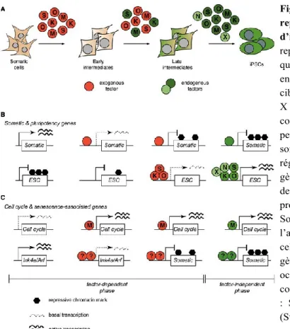 Figure  3  :  Rôle  putatif  des  facteurs  de  reprogrammation  pendant  la  formation  d’iPSC